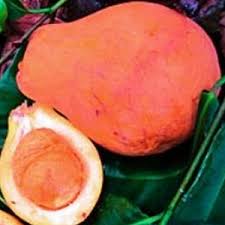 آکار کوبال سوسو